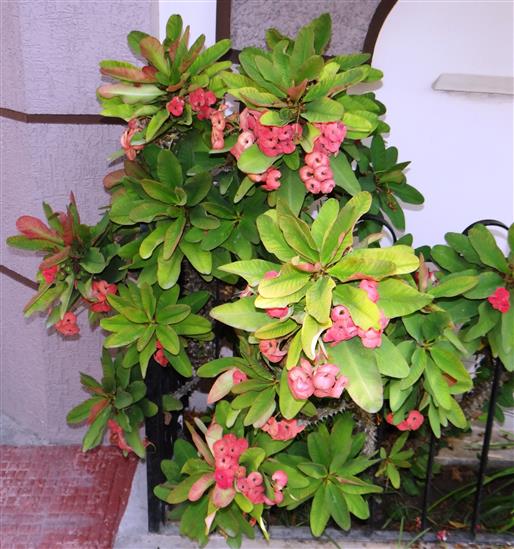 Euphorbia milli var. hislopii